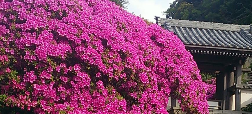安養院(田代寺)フォト10